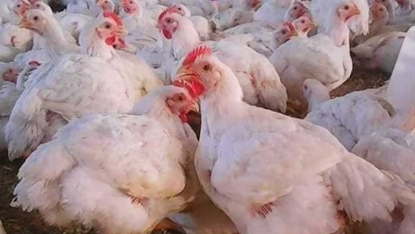 بورصة الدواجن.. سعر الفراخ والبيض مساء اليوم الأحد 6 يوليو 2025