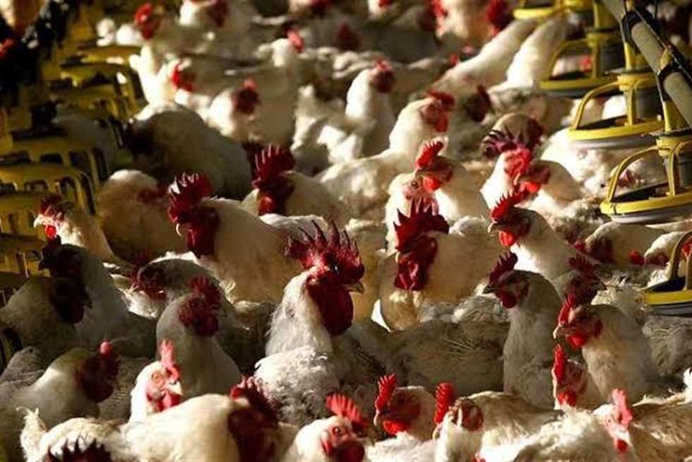 أسعار الفراخ البيضاء والبيض بعد آخر تراجع اليوم الاثنين 30 يونيو 2025