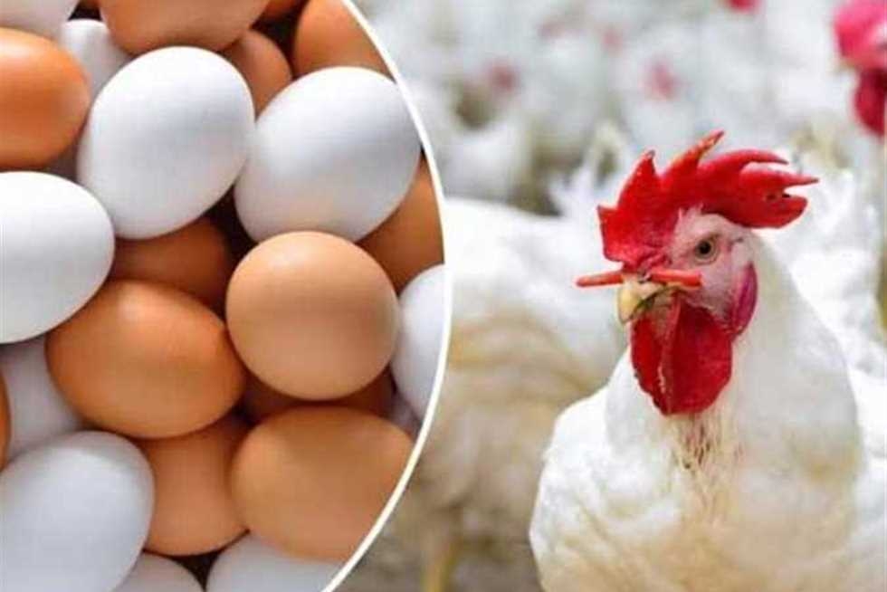 بكام الفراخ النهارده؟ أسعار الدواجن والبيض في أسواق وبورصة الشرقية الجمعة 4-7-2025