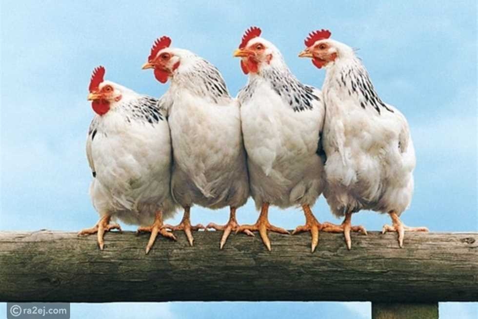 أسعار الفراخ اليوم السبت 5-7-2025 بعد الانخفاض وبورصة الدواجن الرئيسية الآن