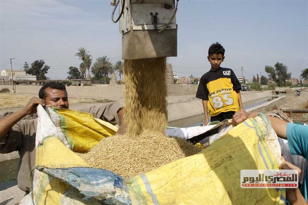 بكام طن الشعير؟.. أسعار الأرز اليوم السبت 12 -7-2025 ب أسواق الشرقية