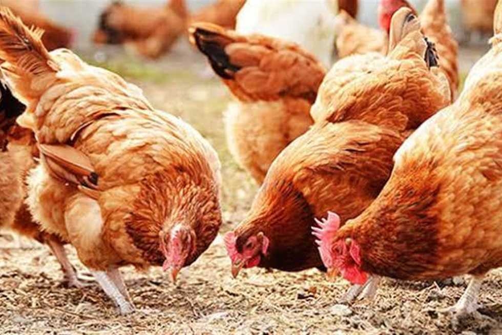 سعر الفراخ البلدي والبيضاء وكرتونة البيض بالأسواق اليوم الجمعة 25 يوليو 2025