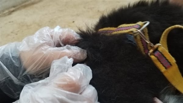 علاج 54 حالة بالعيادة البيطرية بالإسماعيلية وتكثيف الرقابة على الصيدليات (صور)