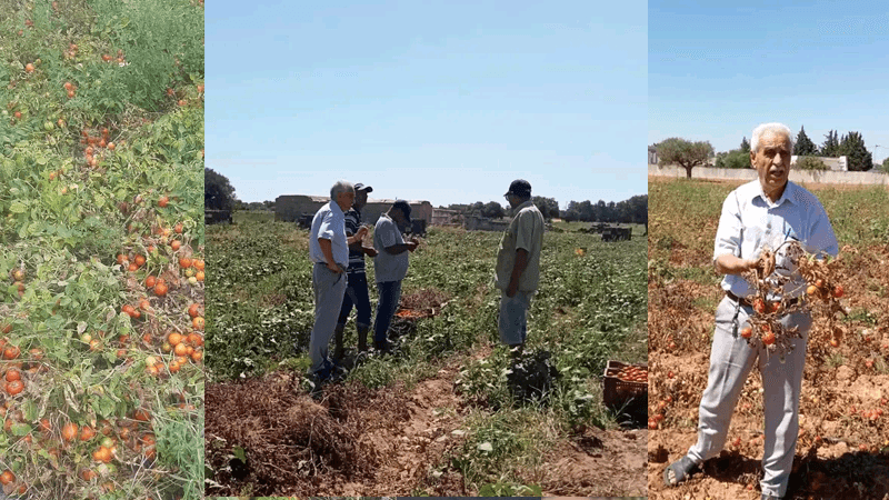 الطماطم المعدة للتحويل بنابل... صيحة فزع والمطالبة بحق الفلاح