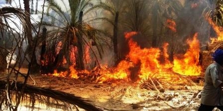 تونس – قبلي: حريقٌ يُدمّر عددًا من أشجار النخيل ذات قيمة عالية