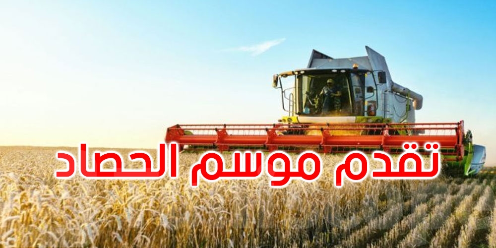 موسم الحصاد: تجميع حوالي 9,049 مليون قنطار إلى غاية 3 جويلية 2025