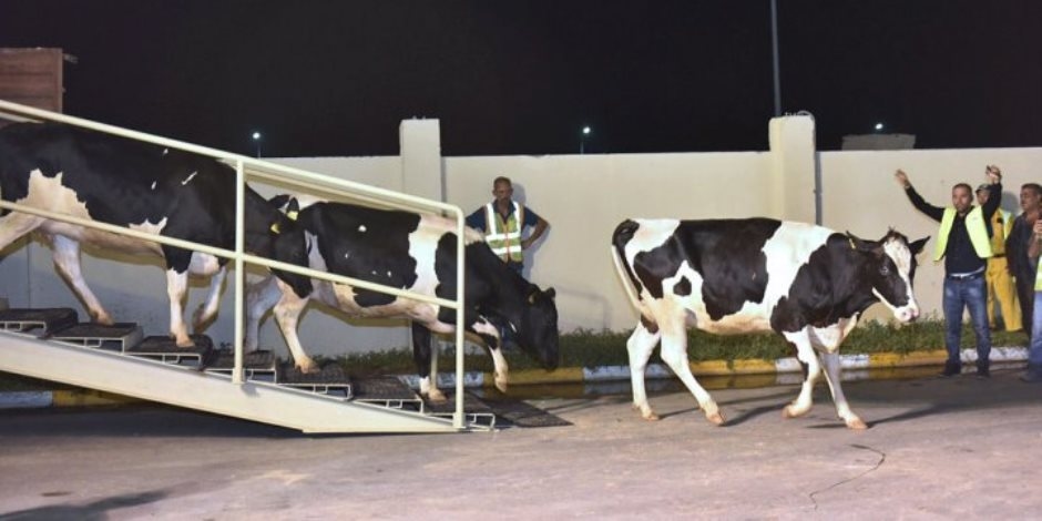 4484 قافلةً مجانيةً للمحافظات والمناطق النائية عام 2024.. زيارات ميدانية لـ401 قرية و70 سوقاً للثروة الحيوانية والداجنة خلال يونيو 2025