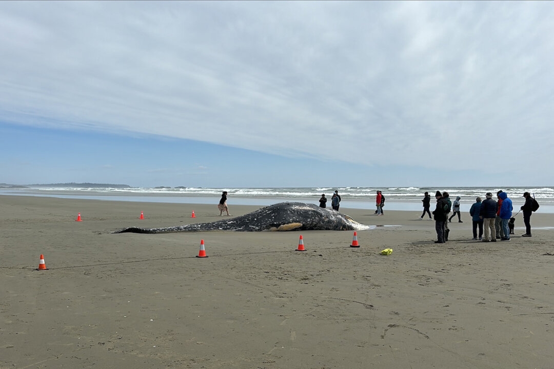 Grey Whale Washes Ashore Near Tofino, BC. Cause of Death Unknown