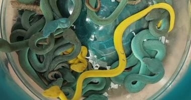 كيف أنقذت مصر نفسها من كارثة بيولوجية بعد إحباط تهريب 300 كائن حى نادر فى مطار القاهرة؟.. الأنواع المضبوطة شديدة الخطورة وتنشر أمراض وفيروسات وبكتيريا غريبة لا نملك أمصال لها.. وتسبب خسائر فى الثروة الحيوانية
