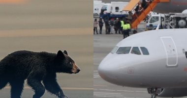 بسبب دب.. إغلاق مطار فى اليابان وإلغاء 10 رحلات بعد ظهوره على المدرج.. فيديو