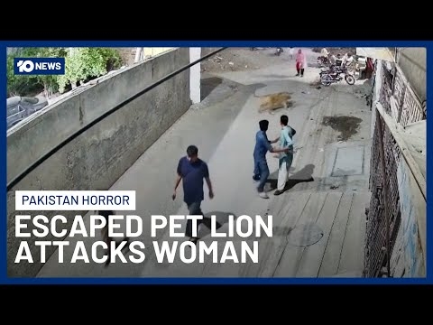 Lion owners arrested after an attack on woman and her 2 children in Pakistan