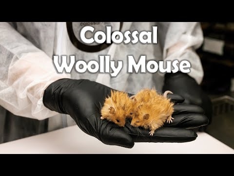 Scientists genetically engineer mice with thick hair like the extinct woolly mammoth