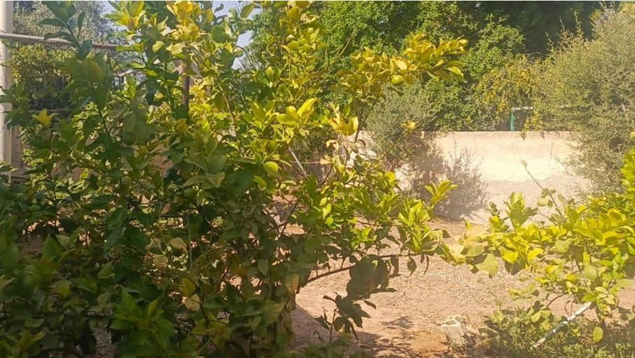 مزارعو الأغوار الشمالية يطالبون بإنقاذ موسمهم من شبح الجفاف