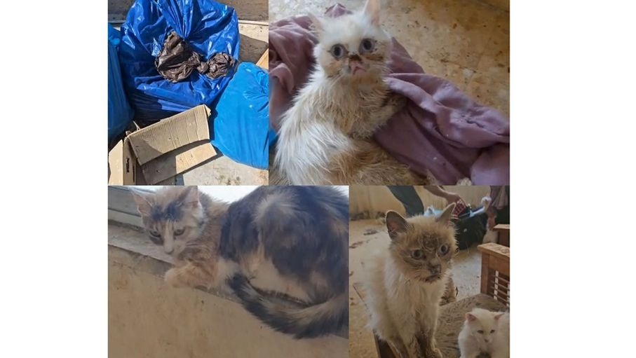 رائحة الموت على بعد شارع.. شهادات من "مقبرة القطط" في الزرقاء