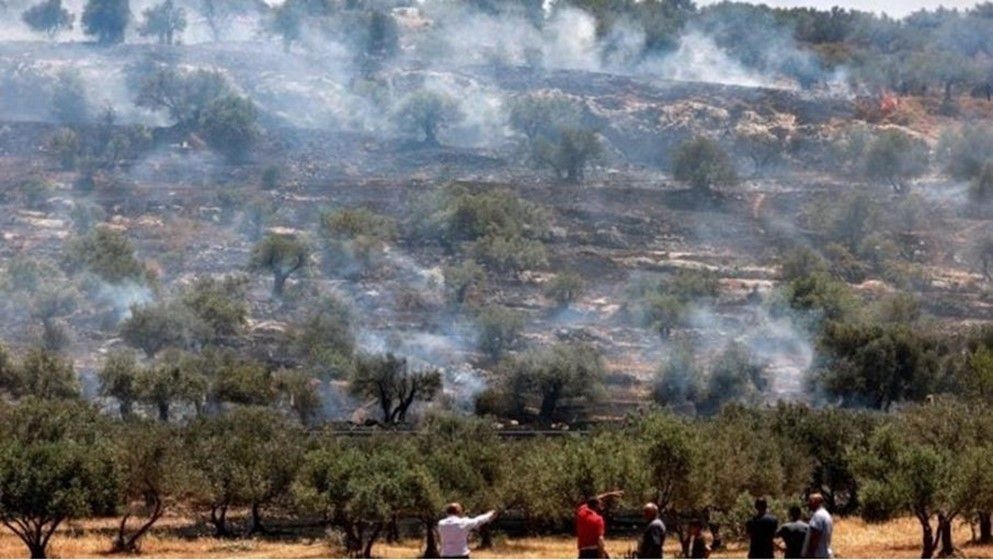 Olive Tree Massacre: Israeli Settlers Uproot 200 Trees in Southern West Bank - Jordan News