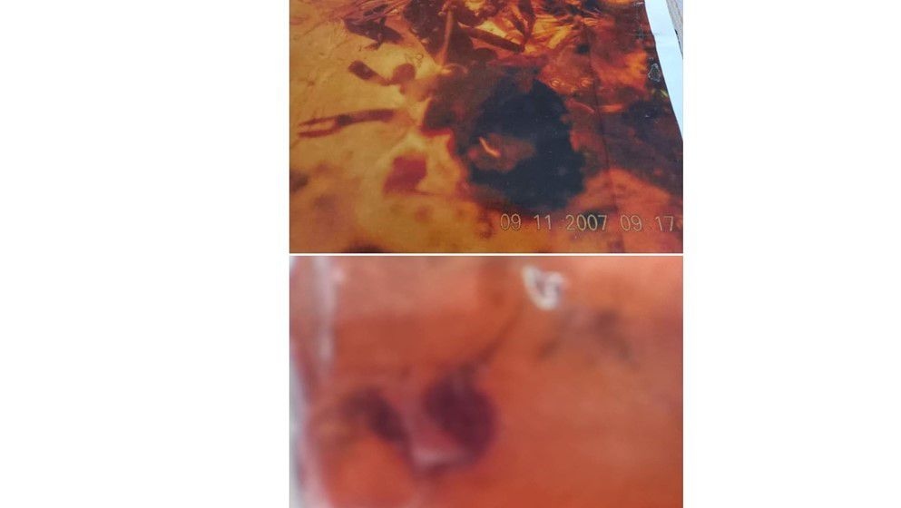 A 140-Million-Year-Old Scorpion was discovered in Jordanian Amber - Jordan News