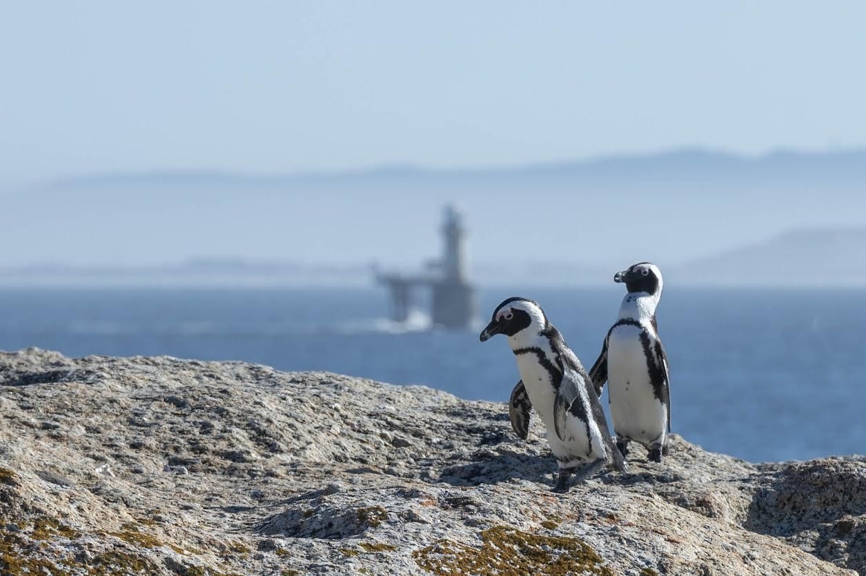 New regulations to protect African penguins as government tightens offshore fuel transfer rules