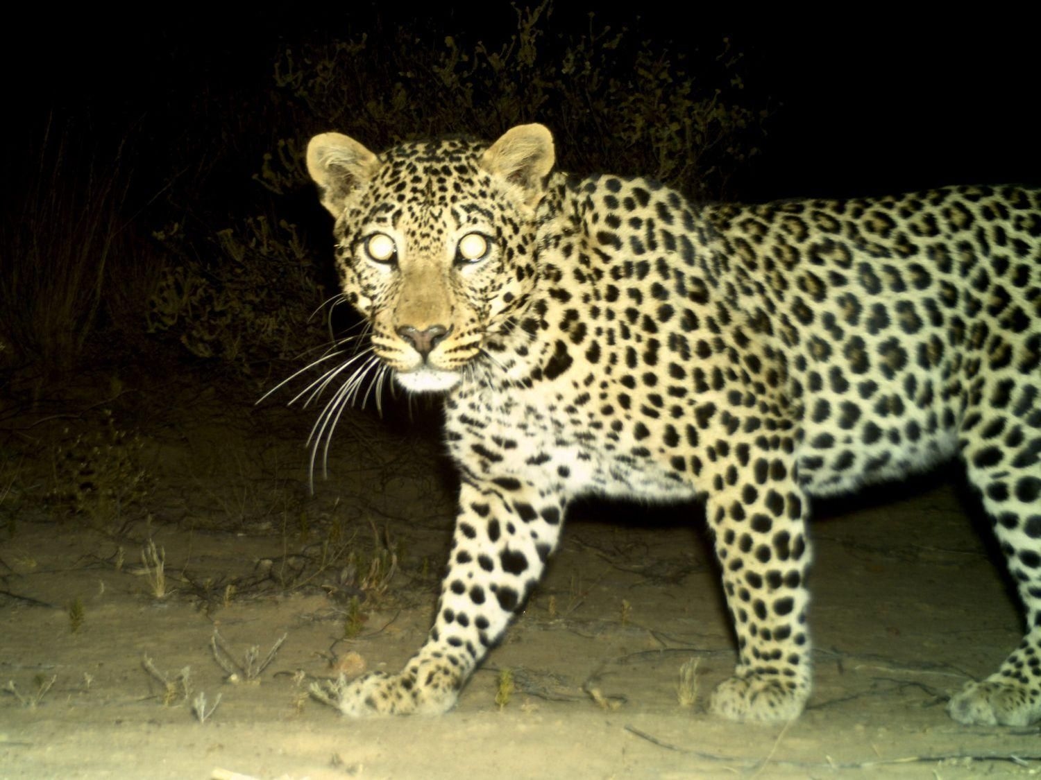 CapeNature investigates tragic death of young leopard caught in traps