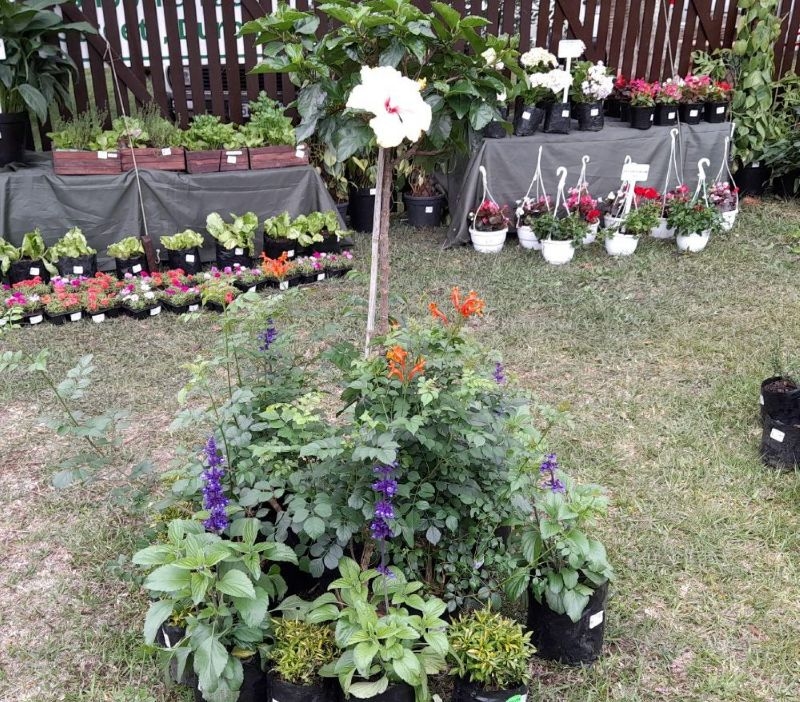 The 2025 Botha's Hill Winter Garden Fair is a must-visit for garden lovers