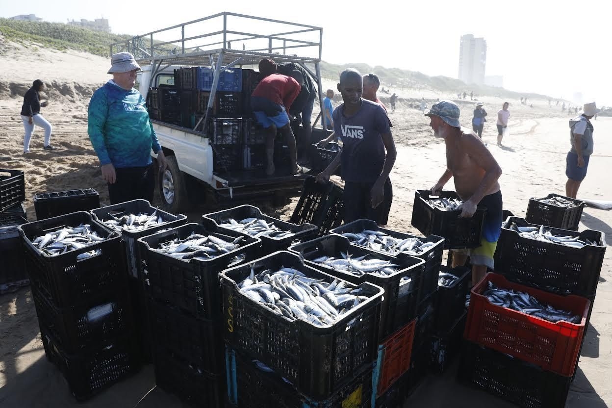 Five reasons to experience the magic of South Africa's sardine run