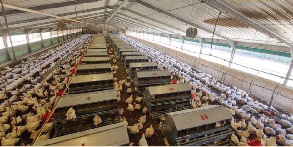 Astral Foods calls for government support as bird flu vaccination programme expands