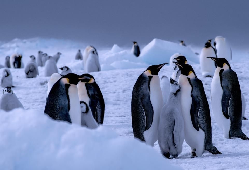 Sir Anthony Hopkins swims into action: 'Bruno Penguin and the Staten Island Princess' champions ocean conservation