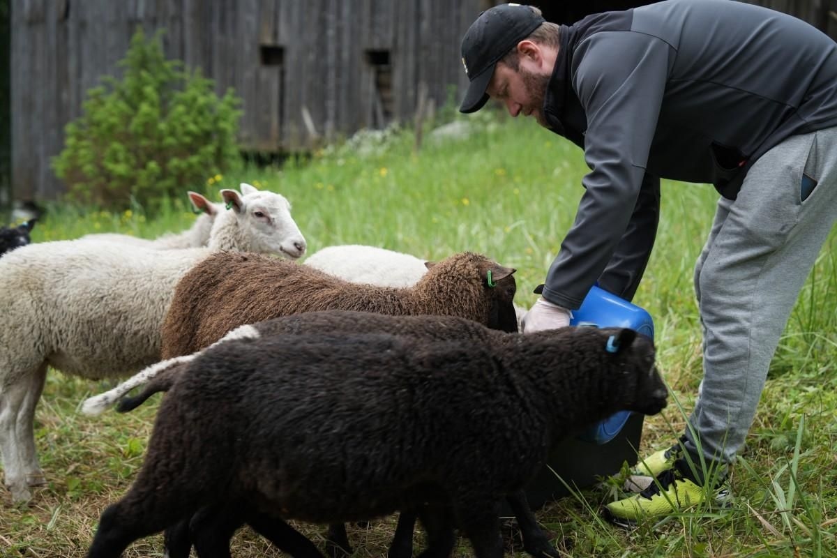 Finns flock to play with sheep and connect with nature to disconnect from busy lives