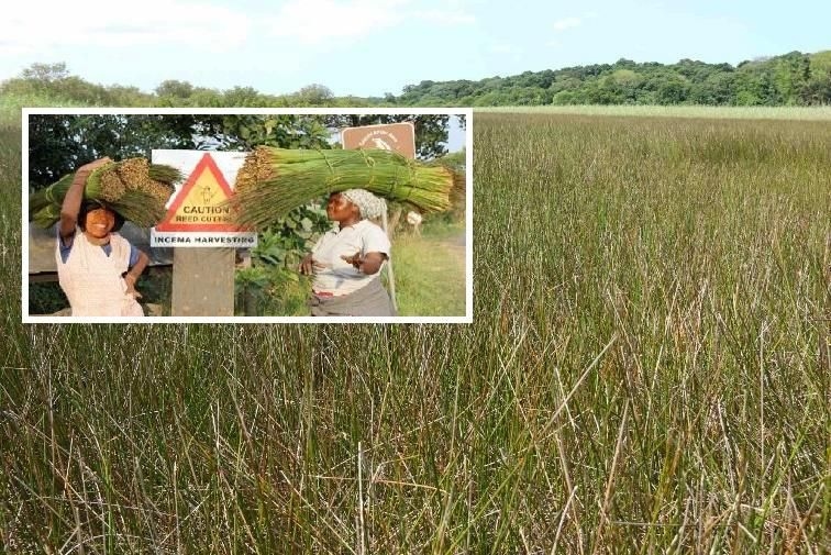 Ezemvelo KZN Wildlife halts Incema harvesting for 2025 amid severe waterlogging
