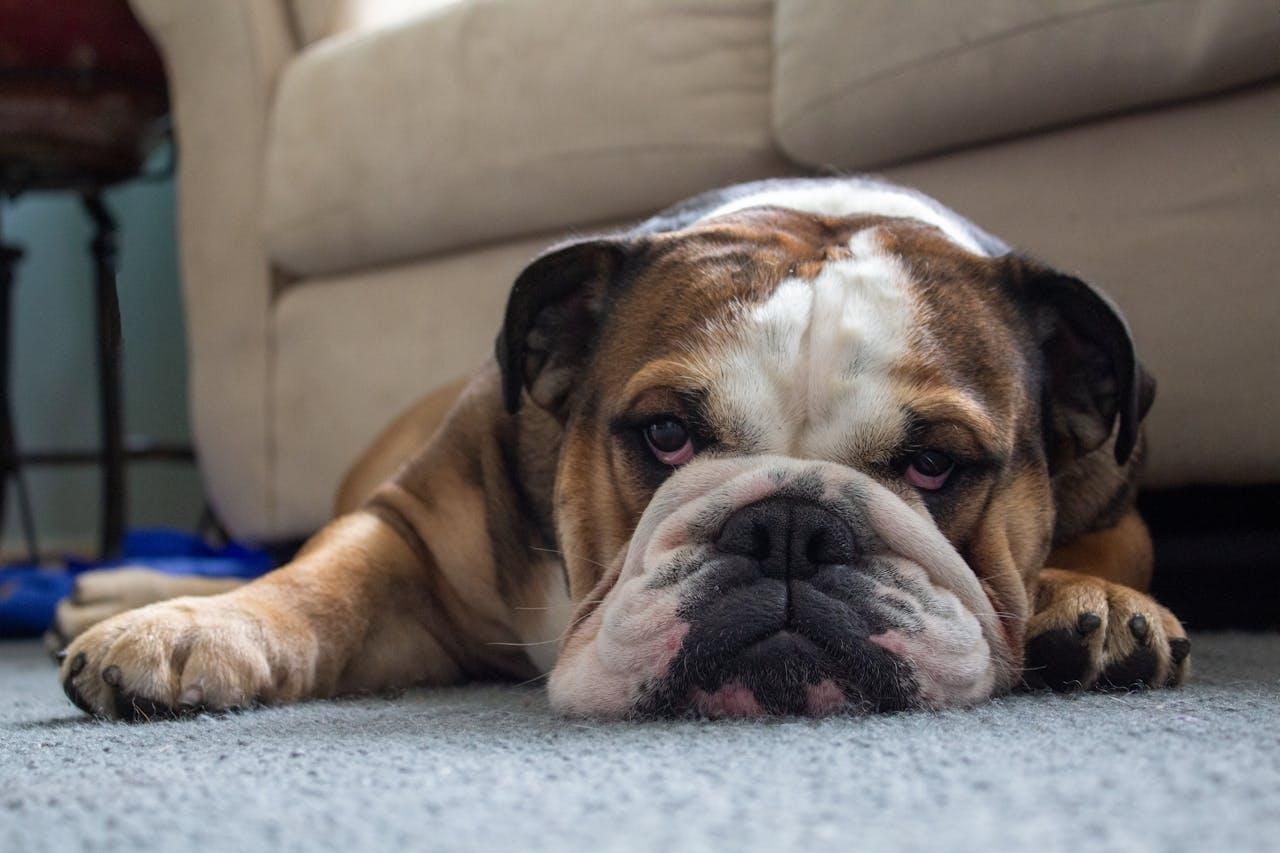 Top five dog breeds to avoid according to a vet