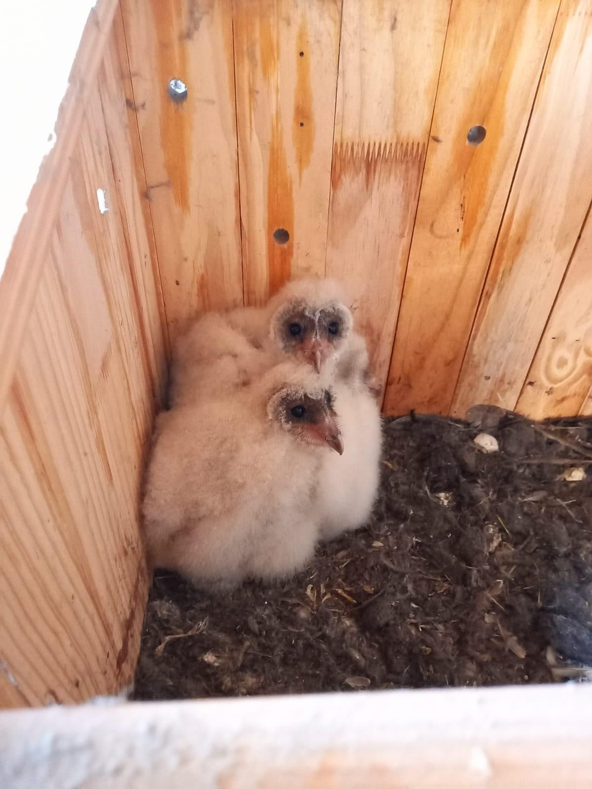 How barn owls are reshaping the ecological narrative at the University of the Free State