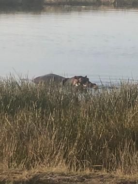 Cape Town hippo relocated after 17-hour operation to Plettenberg Bay Game Reserve