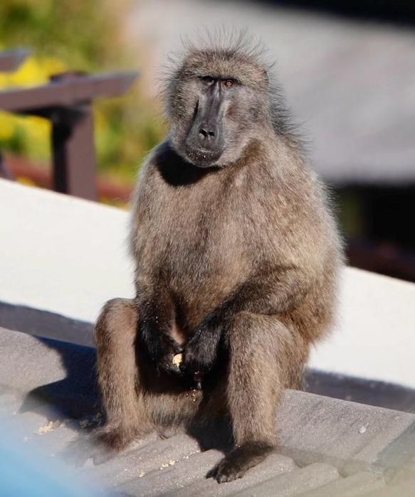 Delay in necropsy reports raises concerns over baboon shootings in Simon's Town