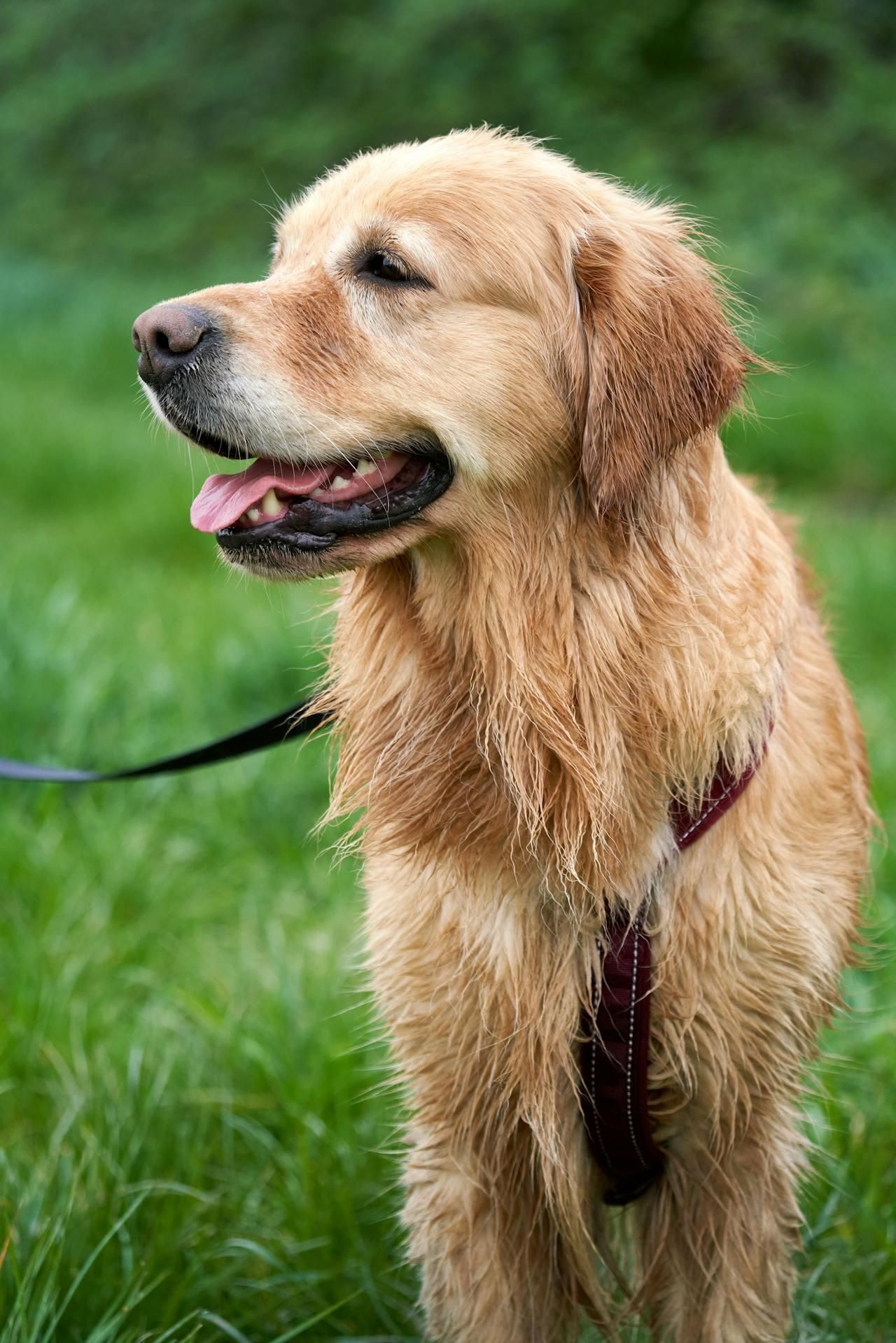 Mental health pills for pets? The rise of psychiatric medication in dog behaviour therapy