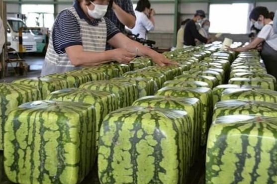 From square watermelons to robot waiters: Why Japan will leave you in awe