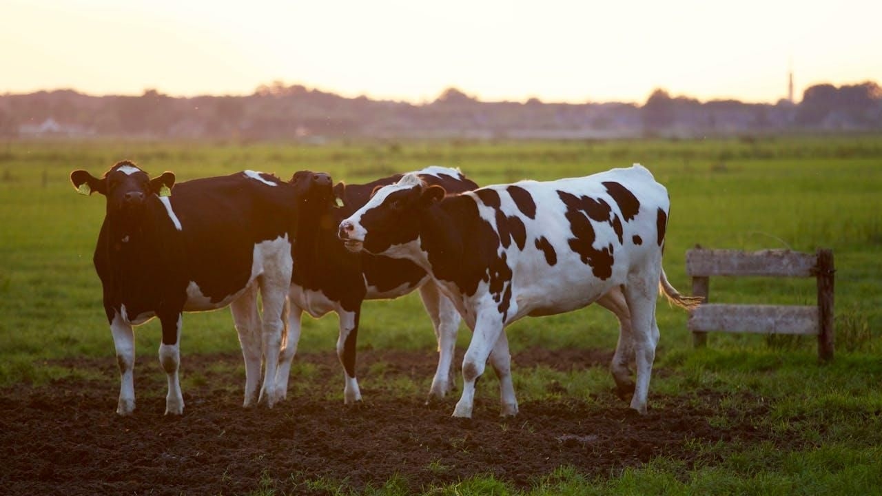 Government ramps up vaccine efforts to combat foot-and-mouth disease outbreak in KZN
