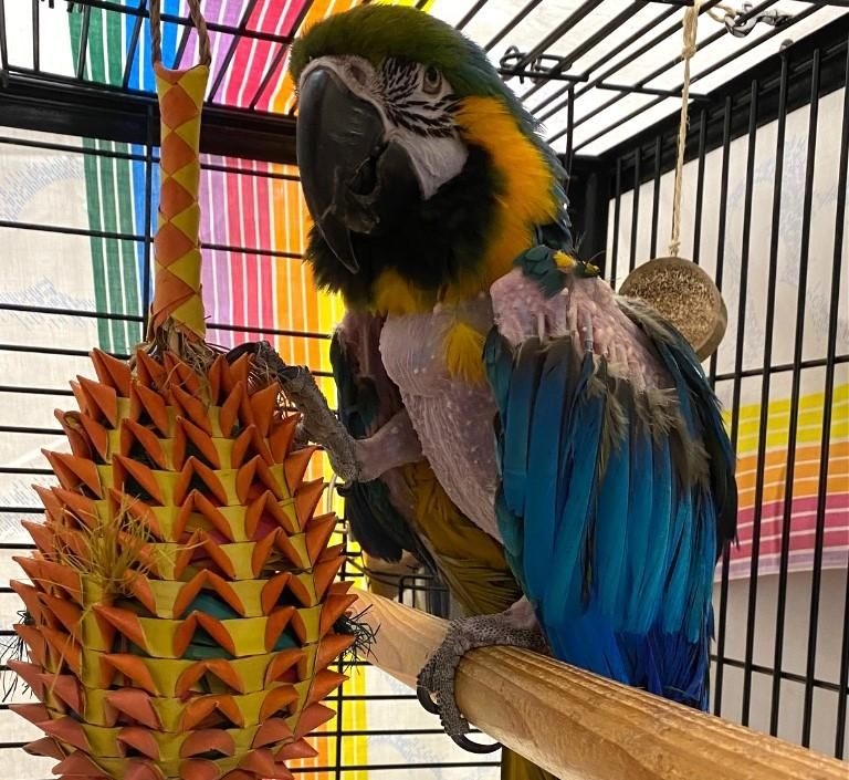 'Vuilbek' Hendrix the parrot a hit at animal shelter