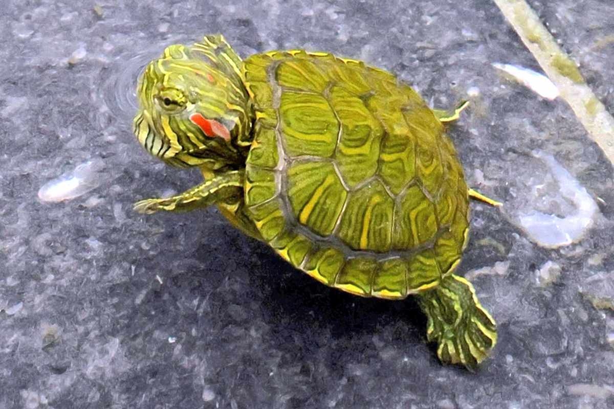 Osaka: Little Turtle Spotted Living near Belgian Pavilion at Osaka-Kansai Expo, And Finds Permanent Home