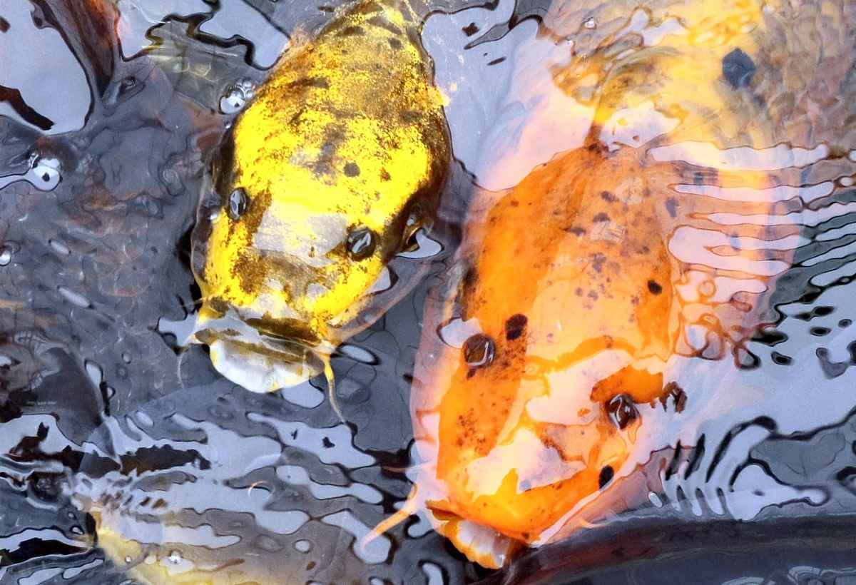 Miyazaki : Carp with ‘Human Faces' Swim in Pond in Front of City Office