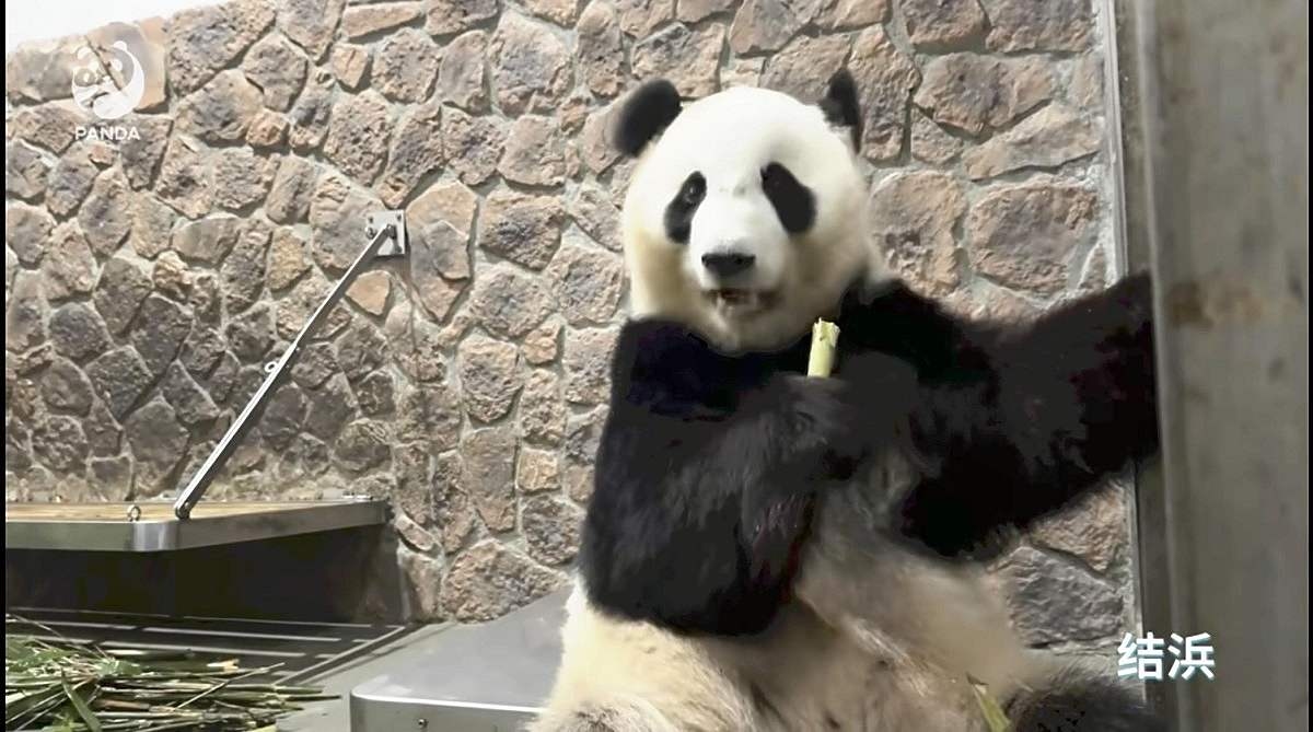 4 Giant Pandas Seen Well after Returning to China from Wakayama Prefecture