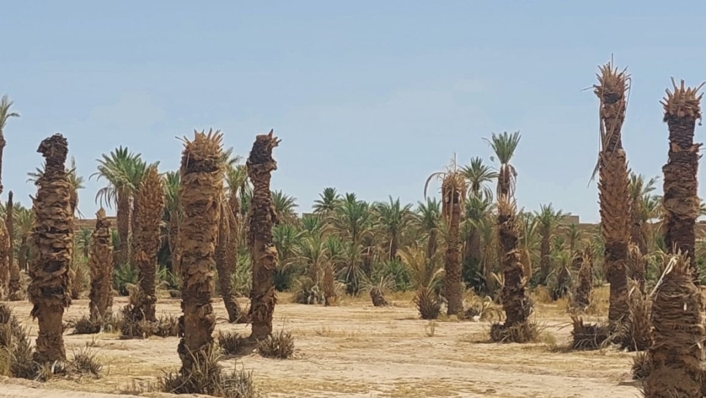 أزيد من 391 مليون درهم لإنقاذ واحات زاكورة