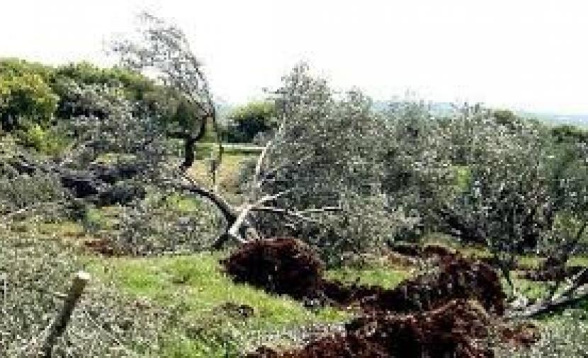 مستعمرون يقتلعون 180 شجرة وغرسة زيتون شرق قلقيلية