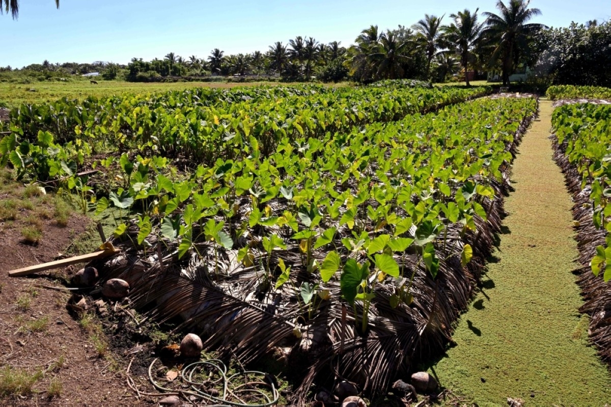 Climate change could cut crop yields up to a quarter