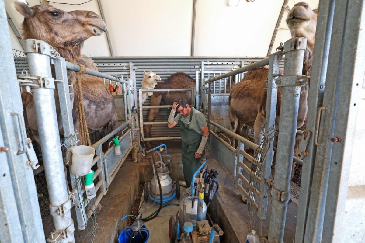 French farmer bets on camel milk in camembert country