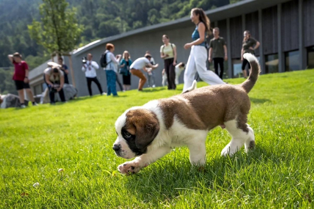 St. Bernards romp at unique Swiss theme park