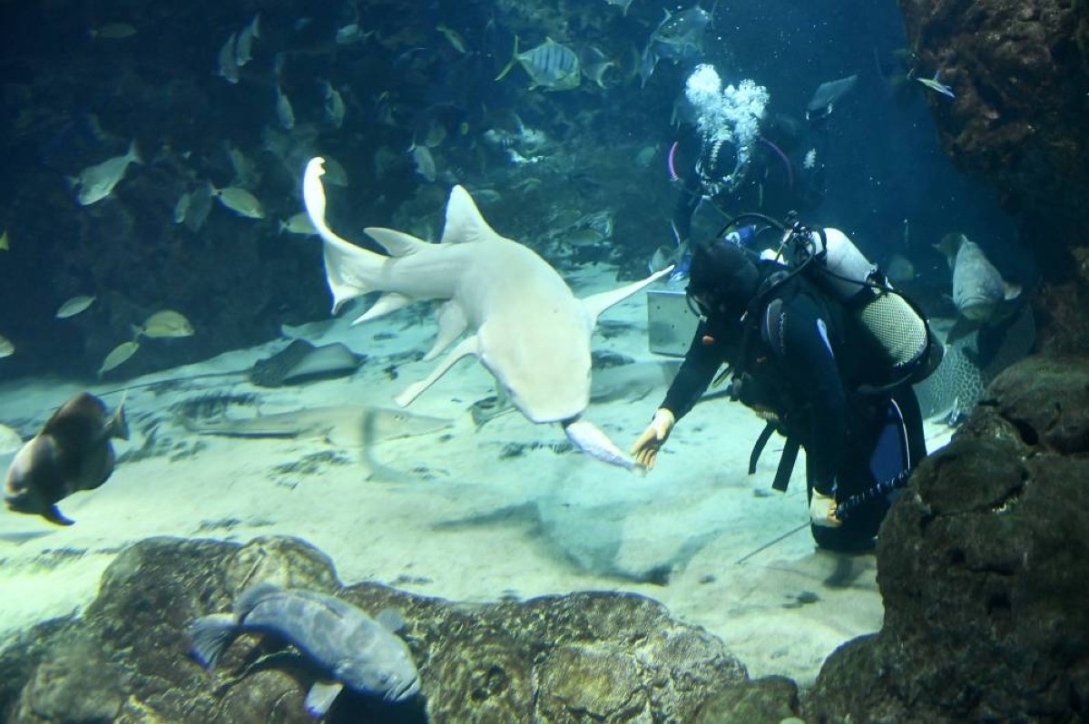 Dive Team calls for shark protection