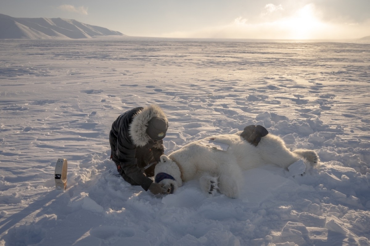 Polar bear biopsies to shed light on Arctic pollutants