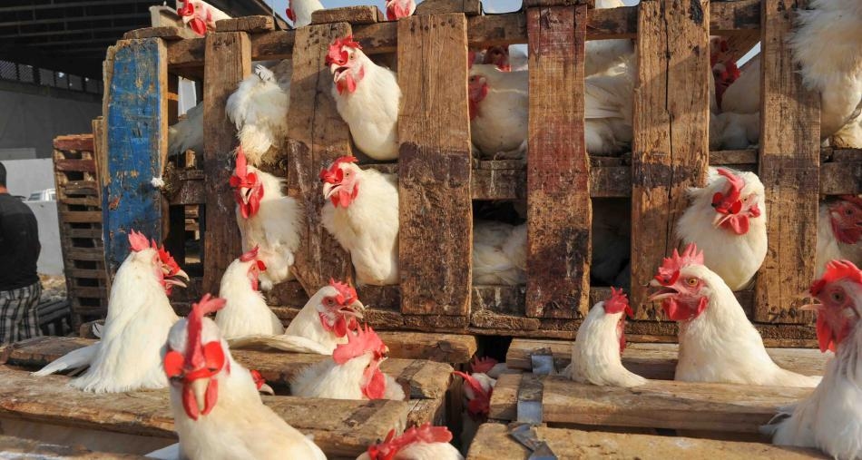 حرارة الصيف تلهب أسعار الدجاج وتربك السوق المغربية