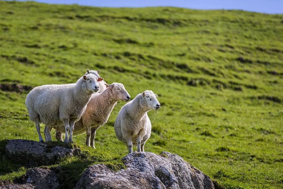 NZ's Methane Reducing Vaccine Selected As Global Finalist For Innovation Showcase In Boston, USA
