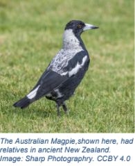 Magpie Ancestors Lived In Aotearoa New Zealand 19 Million Years Ago, New Study Finds