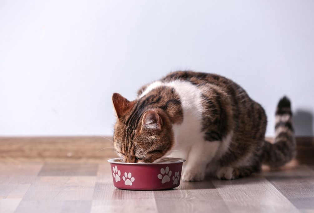 Premium Pet Food Is Booming: Petdirect Reveals What Kiwi Pet Parents Are Buying In 2025